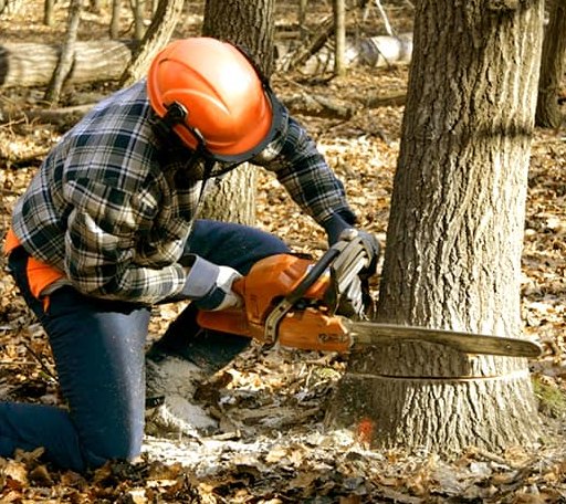 Tree Removal in Fairview, OK